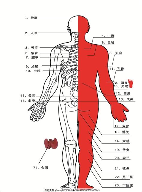 身體部位|人体器官